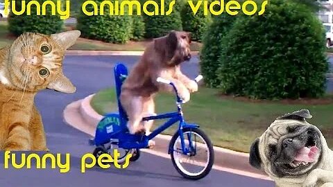 videos funny animals,funny pets videos,funny animals,amazing animals,funny videos youtube.