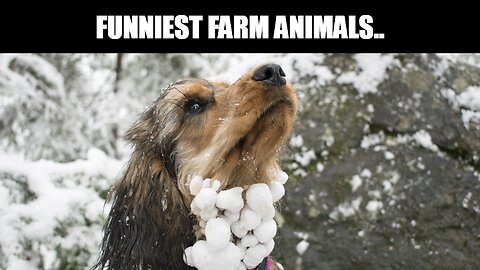 Funniest Farm Animals..