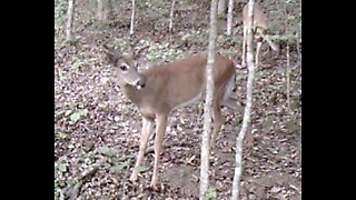 Bucks in velvet at the cabin 5-26-2023