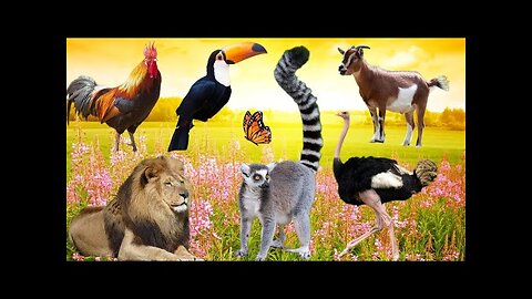 Funny wild animal sounds. No music. tiger, monkey, zebra, ostrich ,peacock ,elephant #animals