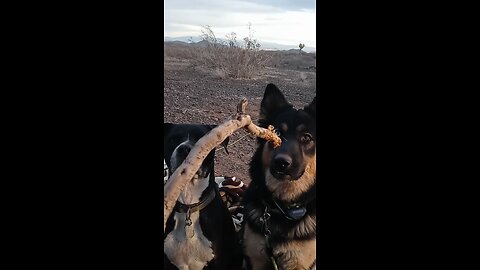 He Has My Stick!