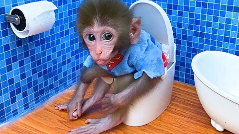 funny monkey videos | Monkey Baby Bon Bon oes to the toilet