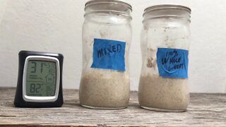 Saturday Projects™.com | Sourdough Starter 4 - Second feeding 23hrs later split to start whole wheat