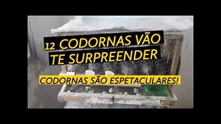 PLANO DE 12 CODORNAS PARA CONSUMO FAMILIAR