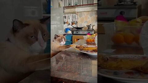 When a cat wants to eat fish, it still has to look at its owner’s face