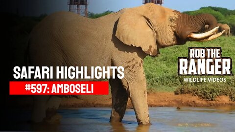 Safari Highlights #597: 06 March 2021 | Amboseli/Zebra Plains | Latest Sightings