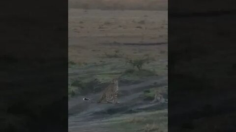 Maasai Mara Sightings Today 12/01/22 (Lions, Cheetah, Leopard, etc) | Zebra Plains | #shorts