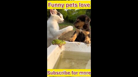 Funny pets making funny love with slaps 😂😂 #funnypets #funnycat #funnyanimals #comedyvideo