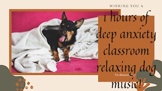 1 hours of deep anxiety classroom relaxing dog music!
