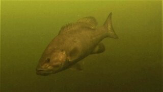 Camera submerged 40 feet deep in lake captures large fish just drifting past