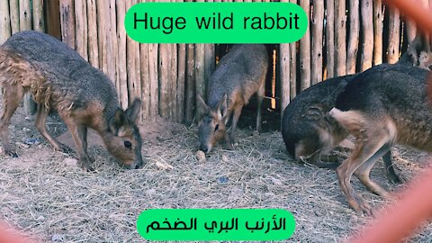 Huge wild rabbit || الأرنب البري الضخم