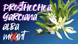 Encyclia garciana var. alba | Set-Up Change to Semi Hydroponics | Why? #orchids