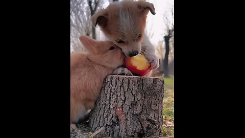 the_puppy_Dog_and_Little_rabbit_protects_food_👌👌