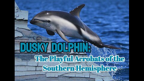 Dusky Dolphin: The Playful Acrobats of the Southern Hemisphere