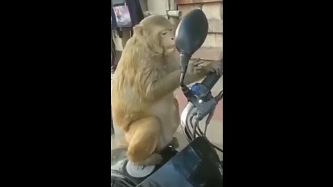 Animal Funny videos tiktok comedy 2023