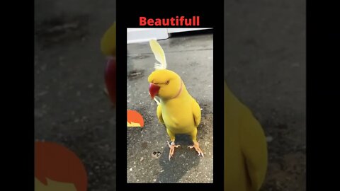 Beautiful trained birds