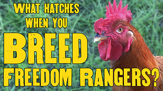 What do you get when you breed Freedom Ranger chickens?