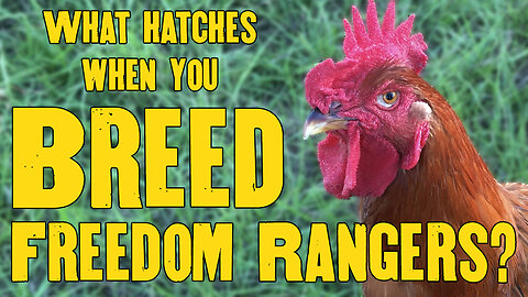 What do you get when you breed Freedom Ranger chickens?