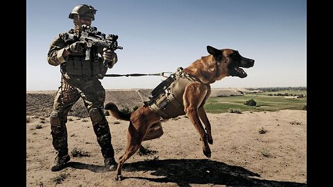Top 20 military dog breeds in the world