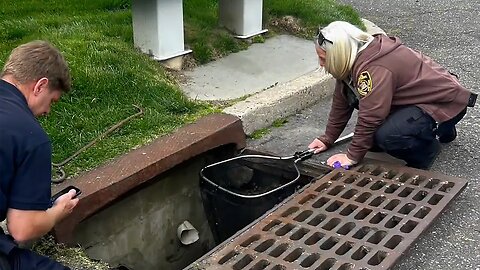 Police rescue 10 ducklings from storm drain