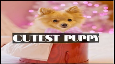 Cutest puppy Cute dogs Funny pets Animal funny dogs