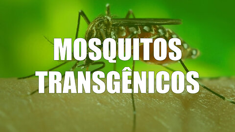 Mosquitos Transgênicos