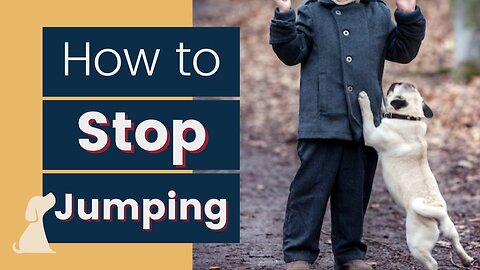 "How to TRAIN your Dog to STOP JUMPING"