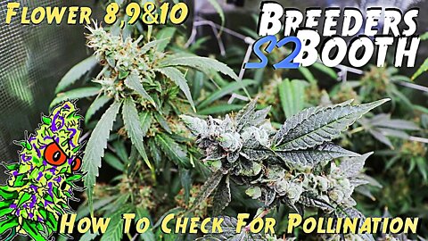 Breeders Booth S2 Ep. 11 | Flower Weeks 8, 9, & 10 | How To Tell If Your Plants Are Pollinated