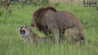 WILDlife: Lions Pairing In The African Savanna