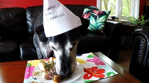12-year-old Great Dane celebrates birthday with special dinner