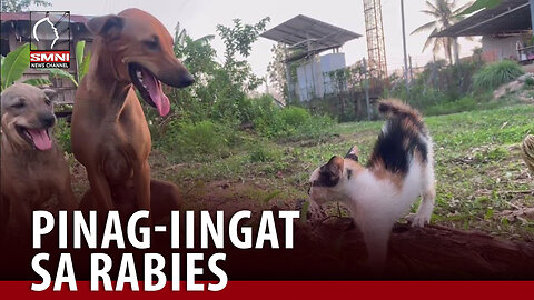 Dog at cat bites, uso tuwing summer; publiko, pinag-iingat sa rabies