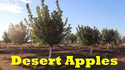 The BEST Apple Varieties for the Desert