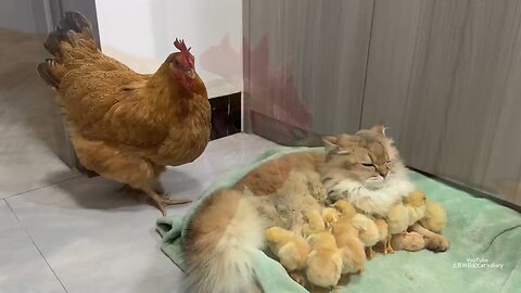 cute baby chicks with 😺 chicken 🐔