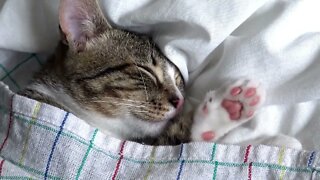 Cute Cat Has His Own Bedsheets