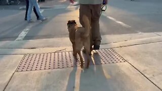 Dog Walking In the City - Would This Help You?