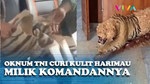 Diciduk Oleh PM, Oknum TNI Kuliti Harimau Pajangan Milik Komandan