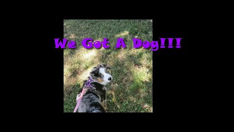 New Dog! *Australian Shepherd* Mom Life | Vlog |