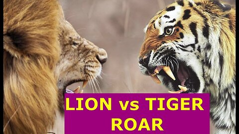 LION vs TIGER ROAR