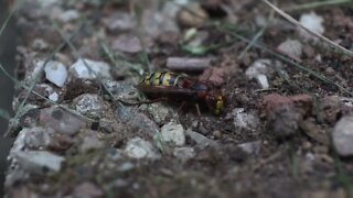 #shorts European Hornet - Vespa cabro