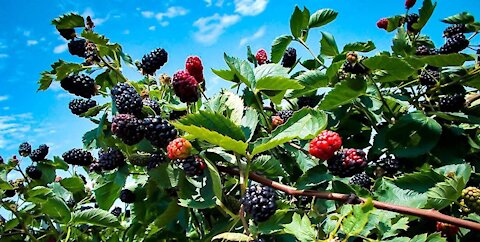 Triple Crown Thornless Heavy Producing Blackberry Bushes