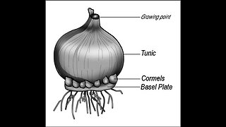 Planting An Onion Bottom In The Soil To Regrow More Onions