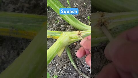 Squash Vine Borer #zuchinni #squash #pumpkinpatch