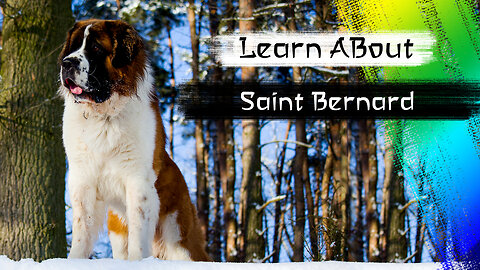 Saint Bernard One Of The Laziest Dog Breeds In The World