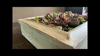 Rustic Hen & Chick Succulent Planter Box