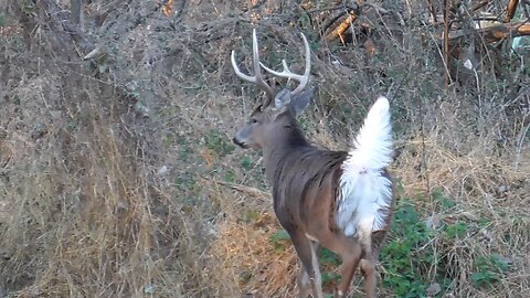 Two Whitetail Bucks