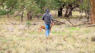 How to Survive a Kangaroo Attack