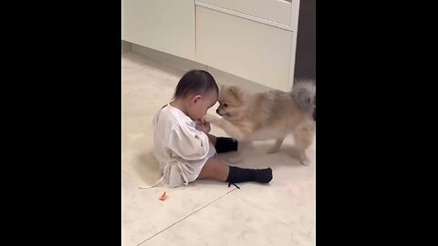 dog eats kid food.... funny video, viral video