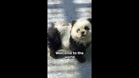 Panda-monium: When Dogs Turned Pandas