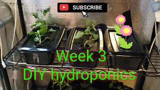 3 week update on the hydroponics and seed starting set up