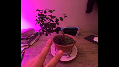 I BOUGHT A BONSAI -HOW'D I DO ? give me a view and advise